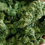 Explore the thca flower ranked by LookyWeed Before Making Your Choice
