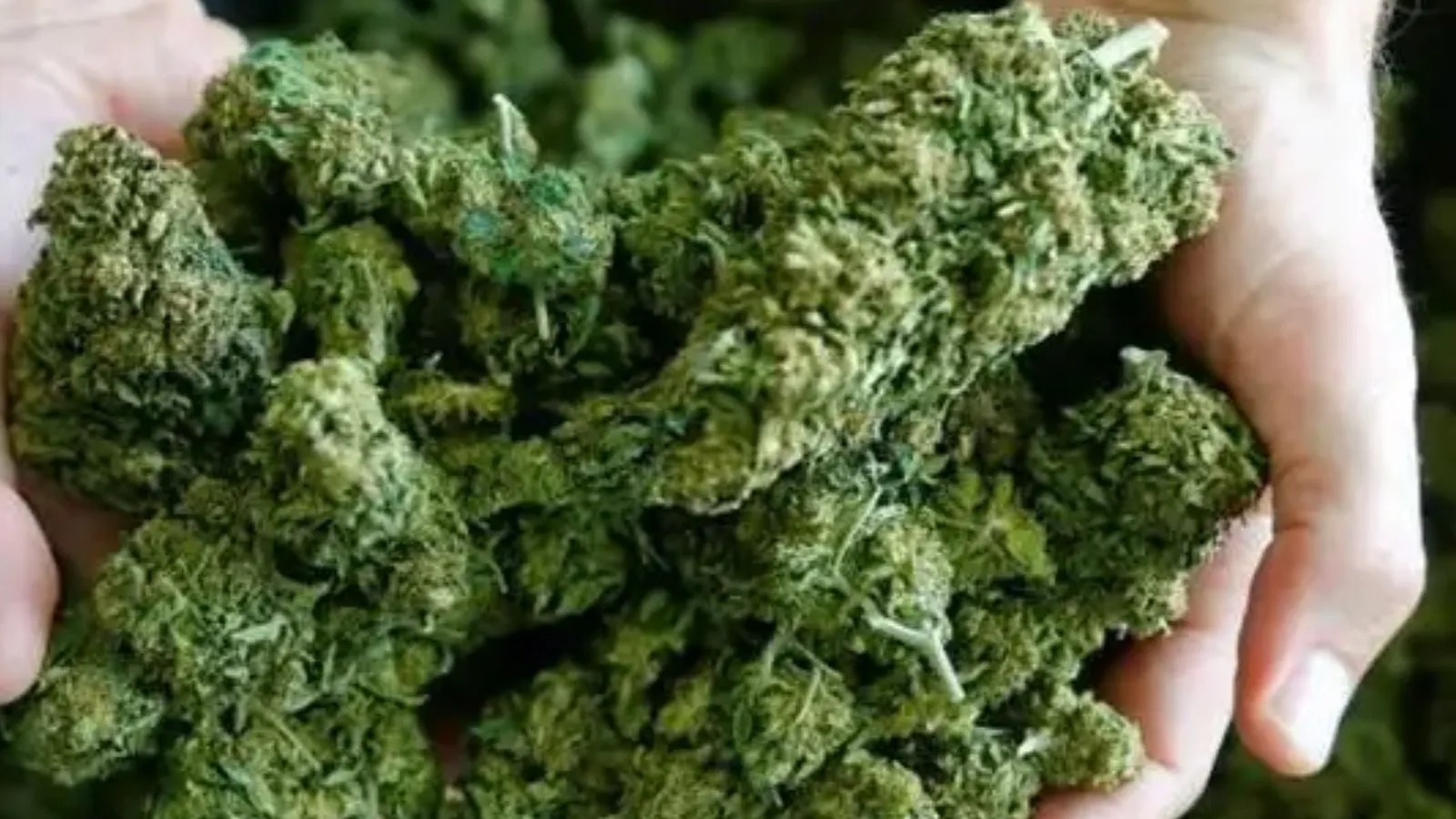Explore the thca flower ranked by LookyWeed Before Making Your Choice